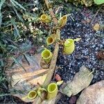 Nepenthes ampullariaFlower