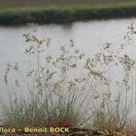 Festuca pallens Hábito