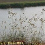 Festuca pallens Habitus