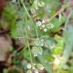 Torilis leptophylla Flor