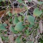Leucopogon amplexicaulis Leaf