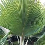 Pritchardia pacifica List