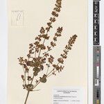 Endostemon membranaceus Other