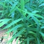 Chasmanthium latifolium Blatt