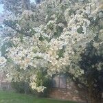 Malus prunifolia Λουλούδι