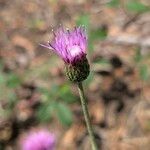 Cirsium tuberosum Blüte