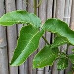 Passiflora edulis Liść