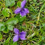 Viola odorata Blatt