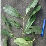 Ilex theezans Leaf