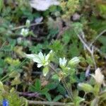 Cerastium glomeratum 花