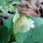 Asarina procumbens Kvet