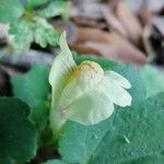 Asarina procumbens Flower