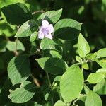 Ruellia longepetiolata Цвят