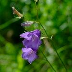 Campanula persicifoliaÕis