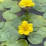 Nymphoides peltata Blomma