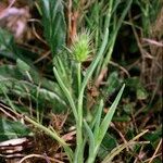 Echinaria capitata Habit