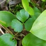 Coptis trifolia Hoja