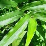 Tripogandra diuretica ഇല