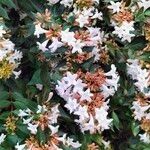 Abelia x grandiflora Цвят