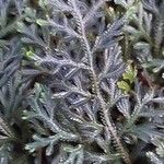 Selaginella haematodes