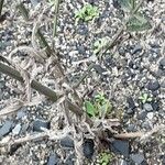 Verbena brasiliensis 整株植物