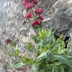 Centranthus ruber 花