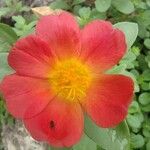 Portulaca grandifloraFlower