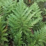 Selaginella conduplicata आदत