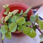 Plectranthus verticillatus Leaf