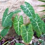 Alocasia micholitziana Φύλλο