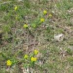 Euphorbia verrucosa Habit