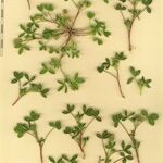 Trifolium retusum Altro