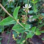 Hypericum richeri Folha