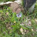 Veronica bellidioides Blomst