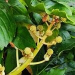 Fatsia japonicaফল