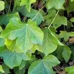 Hedera hibernica 葉