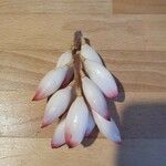 Alpinia zerumbet Frucht
