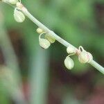 Rumex scutatus Fruto