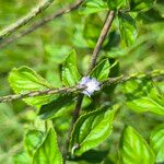 Stachytarpheta cayennensis Blüte