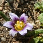 Romulea ramiflora Flor