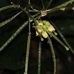 Brassica nigra Kvet