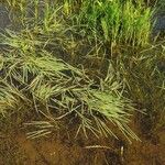 Glyceria fluitans Fulla