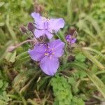 Tradescantia occidentalis Flower