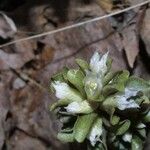 Obolaria virginica Fiore