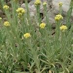 Helichrysum thianschanicum Habit