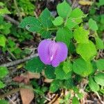 Centrosema virginianum Flower