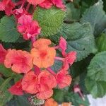 Lantana camara Flower