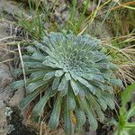 Saxifraga longifolia Leaf