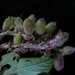 Flemingia macrophylla Celota