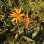 Arnica montanaFlower